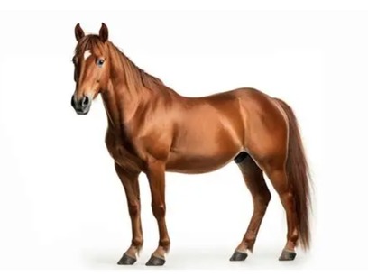Equine Image 1